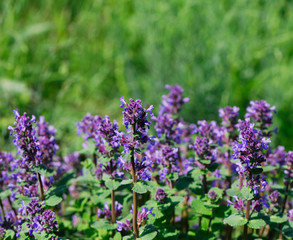 Obraz premium Field flowers of violet