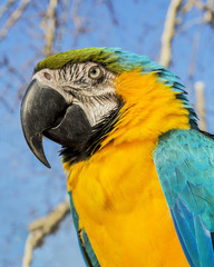 Portrait of macaw parrot on natural bacground