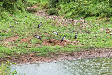 Group of Open-billed stork in nature.