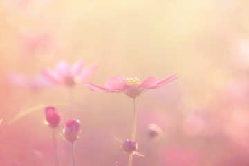 Blurred floral background. Cosmos flowers