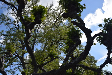 Fondo de ramas de árboles con hojas verdes. 