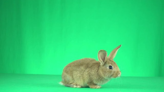 Funny rabbit sniffing on a green background