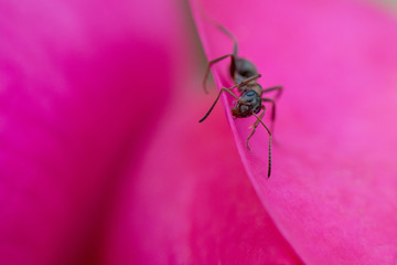 Springtime. Macro shot of an ant.