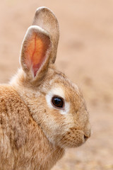 Headshot of a Rabbit sitting