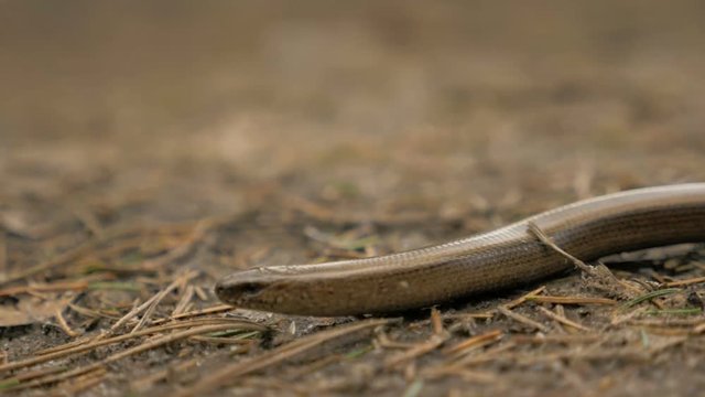 Limbless lizard look like a snake. Slowmotion 180 fps close up shot