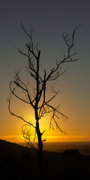 Dead gumtree in front of the sun at sunset