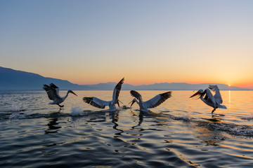 Dalmatian pelican (Pelecanus crispus) shot at sunrise at lake Kerkini in Greece