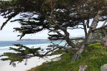 Fototapeta premium Carmel by the Sea: Big Sur 