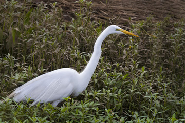 Great egret, Ardea Alba