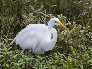 Great egret, Ardea Alba