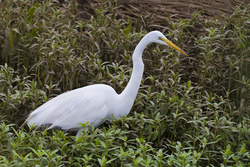 Great egret, Ardea Alba