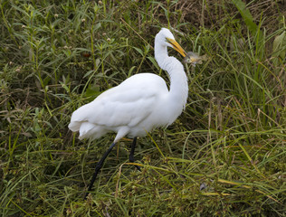 Great egret, Ardea Alba with prey