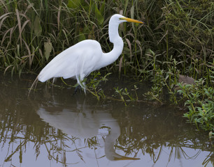 Great egret, Ardea Alba, with reflection