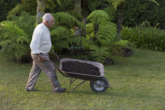 Senior man working in the garden with a wheelbarrow 