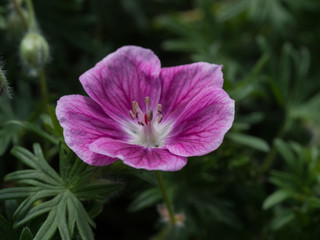 Naklejka premium Geranium