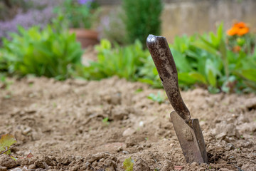 Gardening. A shovel in the garden after work.