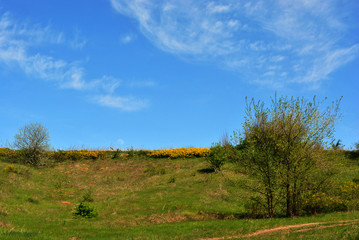 Fototapeta premium Harvest moon early in the day rising over line of blooming genista tinctoria in the meadow on the hill, spring summer day, Ukraine