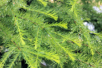 Larch branches with water drops