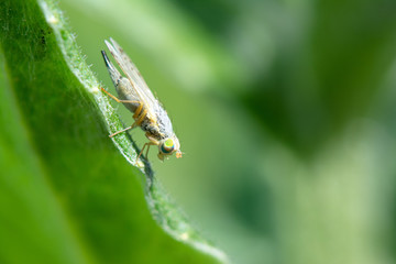 Animal life. Macro shot of a fly sitting on a green leave.