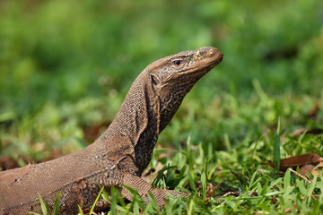 The Bengal monitor (Varanus bengalensis) or common Indian monitor,portrait with green background