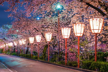 京都　宮川町の桜　夜景