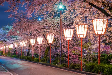 Poster 京都　宮川町の桜　夜景 © Route16