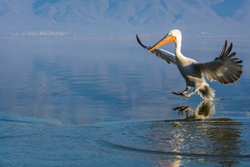 Dalmatian pelican (Pelecanus crispus) shot at sunrise at lake Kerkini in Greece