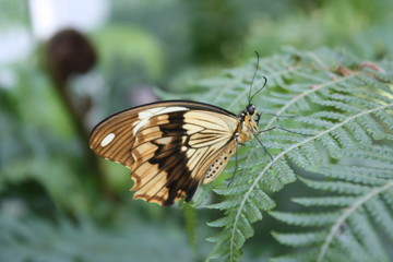 Butterfly on a fern.
