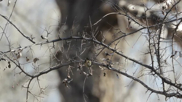 Ruby-crowned Kinglet foraging in a tree