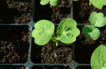 Nasturtium seedling with water droplets