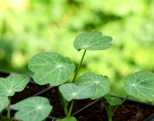 Fototapeta na wymiar Green leaves of nasturtium seedlings