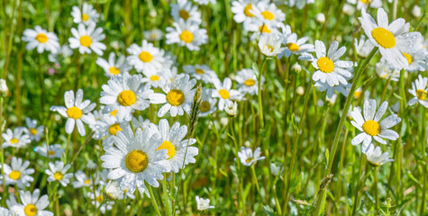 Springtime. Macro shot of a marguerite in a meadow.