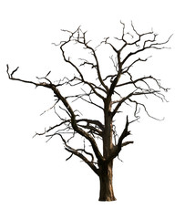 Naklejka premium Dead Tree