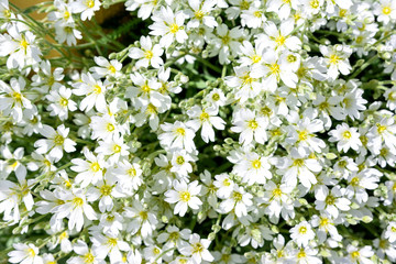 Springtime. Macro shot of several adder’s-meat flowers.