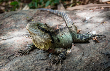 Australian water dragon sitting on a rock