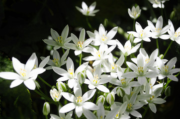 White Flowers