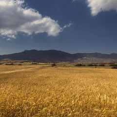 ripe wheat field landscape