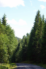 Skog