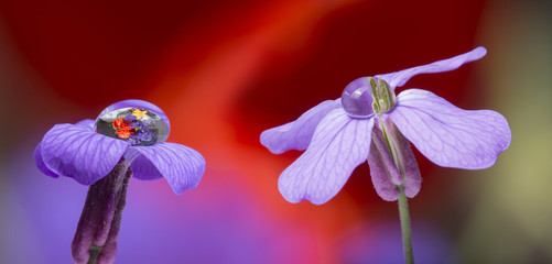 flower with drop