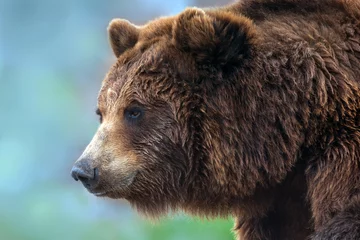 Foto op Canvas Brown bear close up portrait © kwadrat70