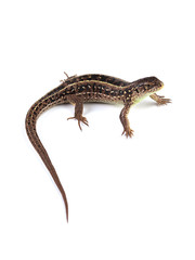 Female of sand lizard (Lacerta agilis) isolated on white