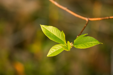A beautiful closeup of young bird cherry leaves in spring