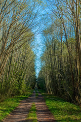 Forest Road