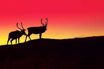 Silhouette of two deer against burned sunset sky in the dark