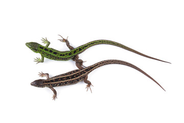 Naklejka premium Female and male of sand lizard (Lacerta agilis) isolated on white