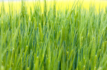 Fresh green wheat grass with drops
