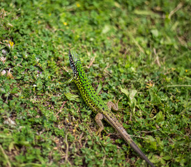 The lizard in the grass, green lizard in nature in search of food