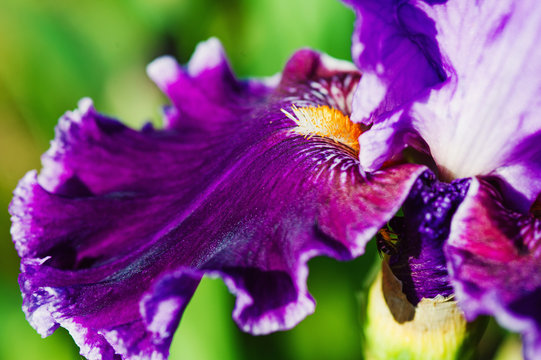 Beautiful irif flower closeup