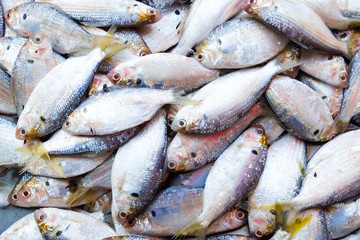 Fish in fishery market, Seafood industrial