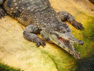 crocodile